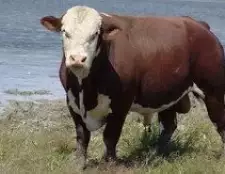 Казахська белогольна порода корів