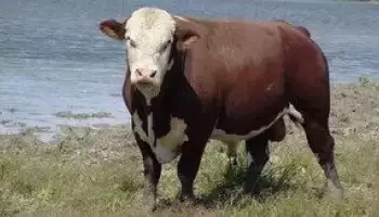 Казахська белогольна порода корів